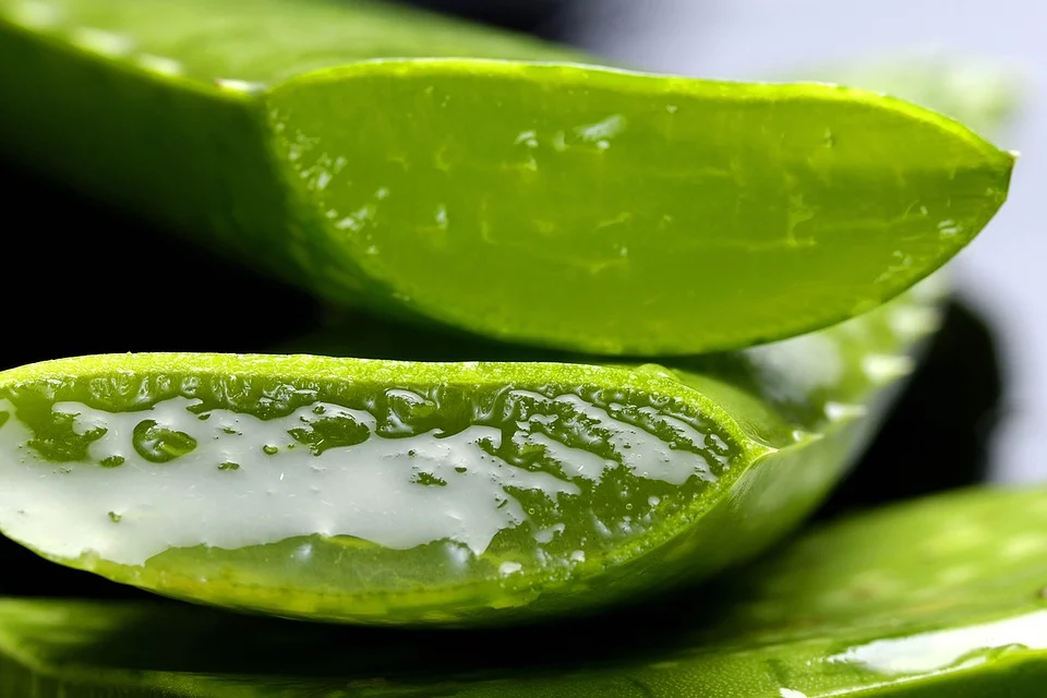 liście aloesu